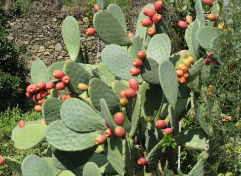 Cactuses near Vernazza