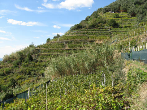 Olive Groves near Vernazza Italy